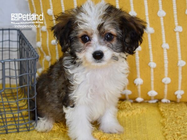 Miniature Aussiedoodle-DOG-Female-Sable & White-5178-Petland Lee's Summit, MO