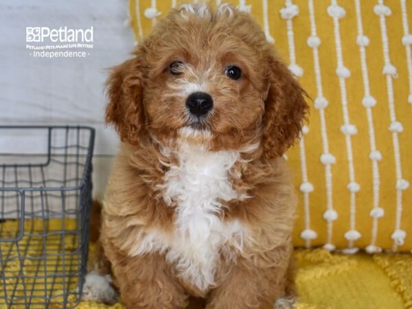 Miniature Bernedoodle 2nd Gen-DOG-Male-Red-5177-Petland Lee's Summit, MO
