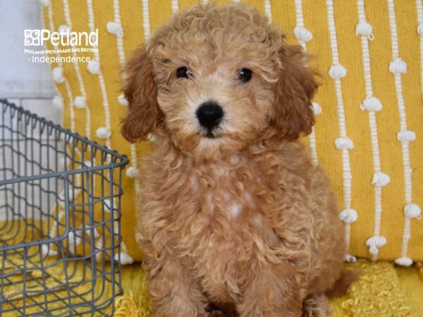 Miniature Goldendoodle 2nd Gen-DOG-Male-Golden-5173-Petland Lee's Summit, MO