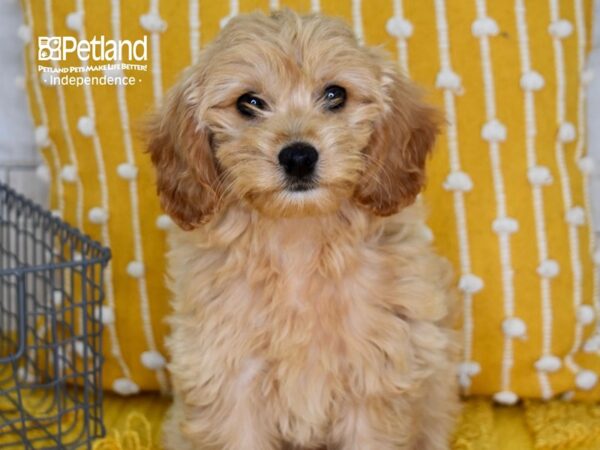 Miniature Goldendoodle 2nd Gen-DOG-Female-Golden-5174-Petland Lee's Summit, MO