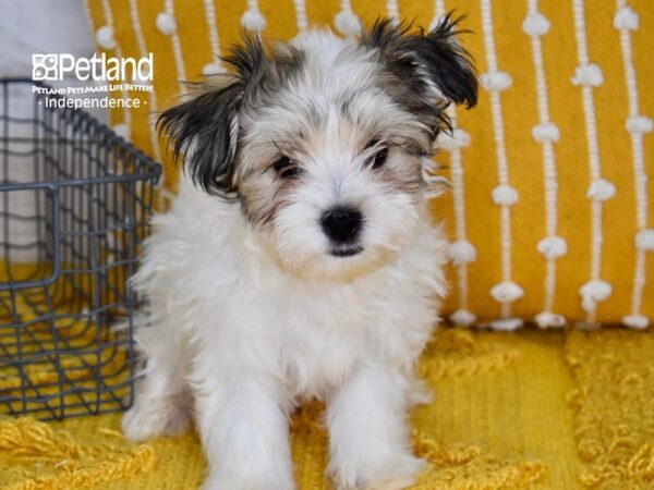 Morkie-DOG-Female-Tan & White-5185-Petland Lee's Summit, MO