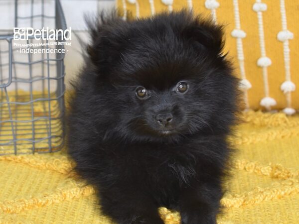 Pomeranian-Dog-Male-Black-5163-Petland Lee's Summit, MO