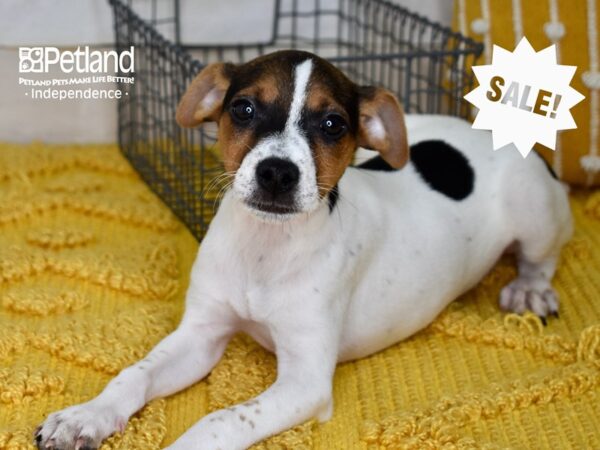 Jack Russell Terrier-DOG-Female-Tri-5016-Petland Lee's Summit, MO