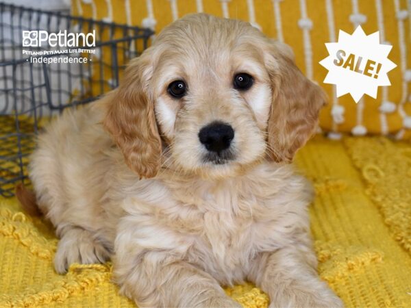 Miniature Goldendoodle-DOG-Male-Golden-5028-Petland Lee's Summit, MO