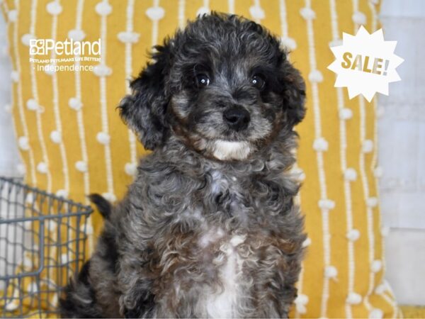 Miniature Goldendoodle 2nd Gen-DOG-Male-Merle-5033-Petland Lee's Summit, MO