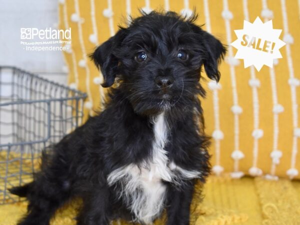 Schnoodle-DOG-Male-Black-5039-Petland Lee's Summit, MO