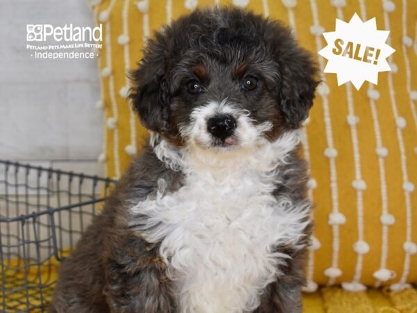 Miniature Aussiedoodle-DOG-Female-Merle & White-5047-Petland Lee's Summit, MO