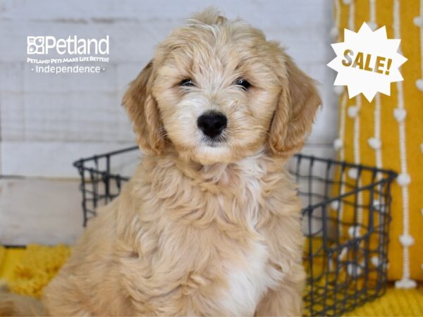 Miniature Goldendoodle 2nd Gen-DOG-Male-Apricot-5060-Petland Lee's Summit, MO