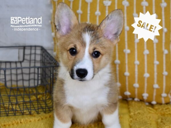 Pembroke Welsh Corgi-DOG-Female-Sable-5066-Petland Lee's Summit, MO