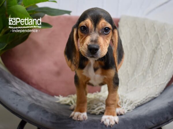 Beagle-DOG-Female-Black Tan and White-5186-Petland Lee's Summit, MO
