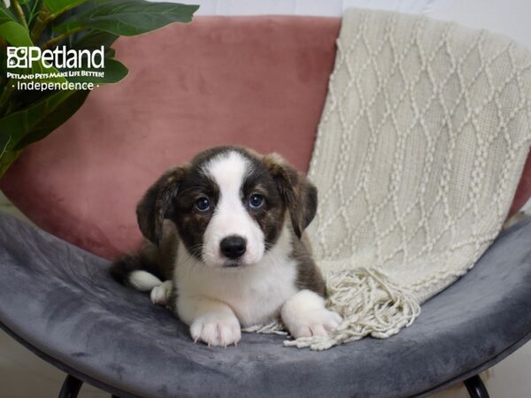 Cardigan Welsh Corgi-Dog-Male-Brindle & White-5193-Petland Lee's Summit, MO