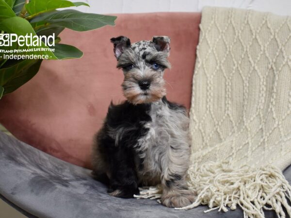 Miniature Schnauzer-DOG-Male-Blue Merle-5191-Petland Lee's Summit, MO