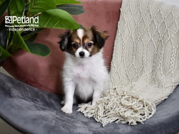 Papillon-DOG-Male-Red & White-5190-Petland Lee's Summit, MO