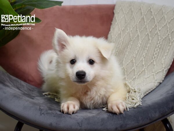 American Eskimo-Dog-Male-White-5195-Petland Lee's Summit, MO