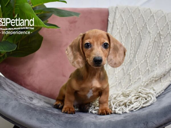 Dachshund-DOG-Male-Red-5170-Petland Lee's Summit, MO