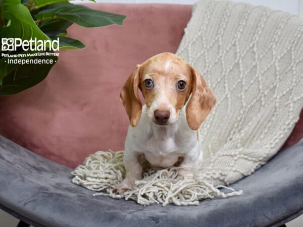 Dachshund-DOG-Female-Red-5152-Petland Lee's Summit, MO