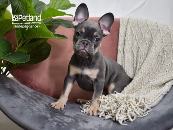 French Bulldog-DOG-Male-Blue & Tan-5168-Petland Lee's Summit, MO