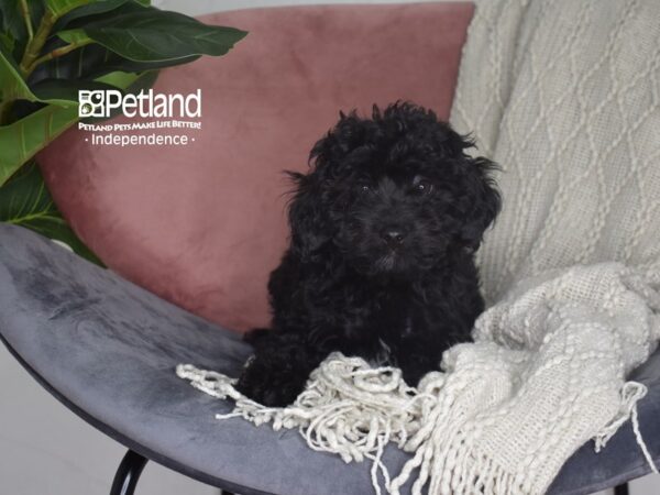 Cavapoo-Dog-Female-Black-5201-Petland Lee's Summit, MO
