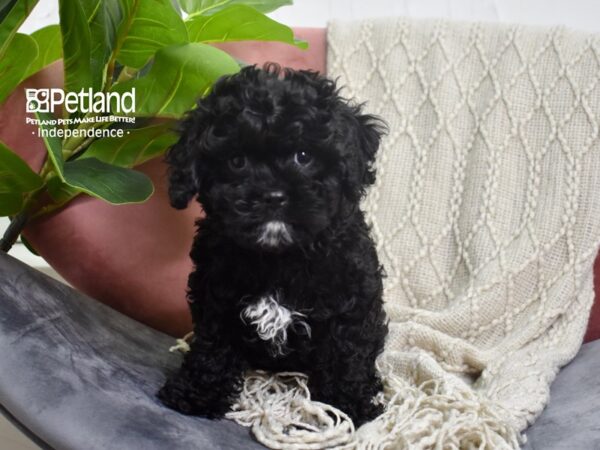 Cavapoo-DOG-Male-Black-5214-Petland Lee's Summit, MO