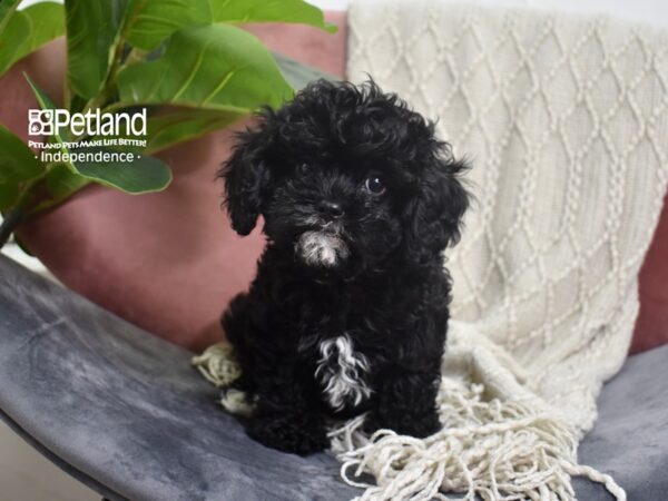 Cavapoo-DOG-Female-Black-5213-Petland Lee's Summit, MO