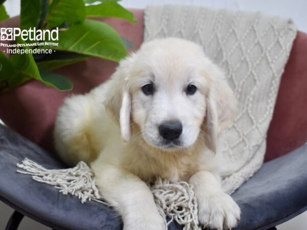 Golden Retriever-DOG-Male-Light Golden-5215-Petland Lee's Summit, MO