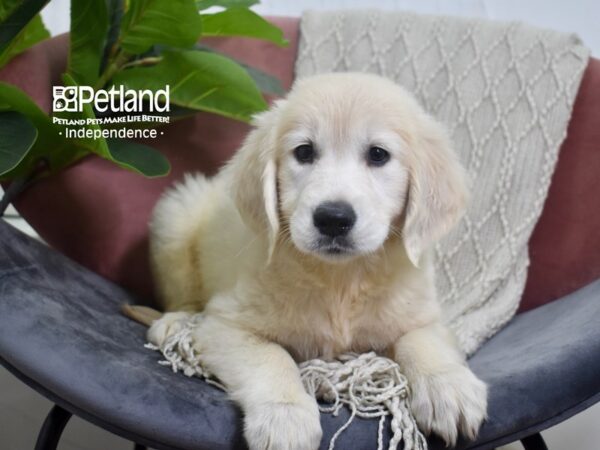 Golden Retriever-Dog-Female-Light Golden-5216-Petland Lee's Summit, Missouri