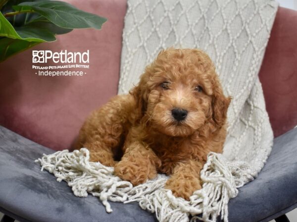 Miniature Goldendoodle 2nd Gen-DOG-Male-Red-5222-Petland Lee's Summit, MO