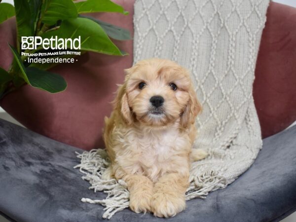 Cavachon-DOG-Female-Blenheim-5225-Petland Lee's Summit, MO