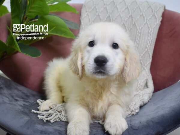 Golden Retriever-DOG-Male-Light Golden-5230-Petland Lee's Summit, MO