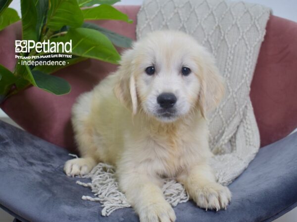 Golden Retriever-DOG-Female-Light Golden-5229-Petland Lee's Summit, MO