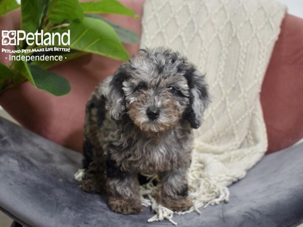 Toy Poodle-DOG-Female-Blue Merle-5228-Petland Lee's Summit, MO