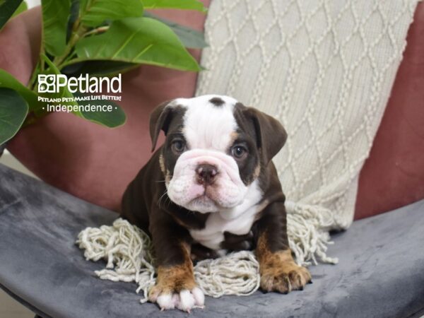 English Bulldog-Dog-Female-Chocolate & Tan-5237-Petland Lee's Summit, MO