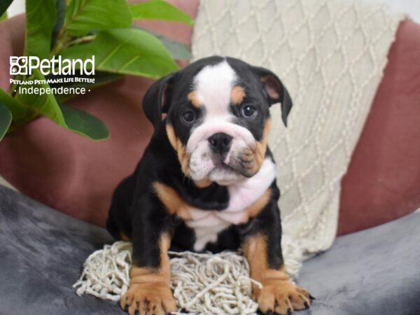 English Bulldog-Dog-Female-Black, Tan, & White-5238-Petland Lee's Summit, MO