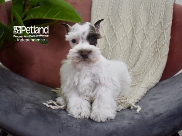 Miniature Schnauzer-DOG-Female-Chocolate Parti-5241-Petland Lee's Summit, MO