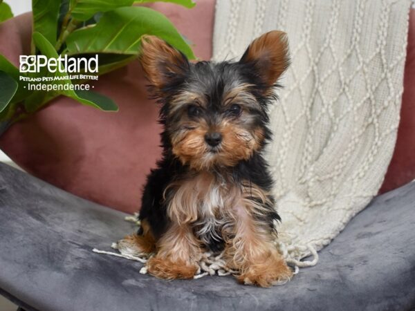 Yorkshire Terrier-DOG-Female-Black & Tan-5236-Petland Lee's Summit, MO