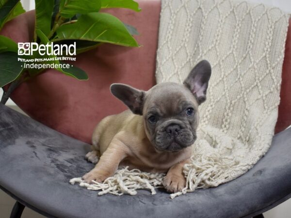 French Bulldog-Dog-Male-Blue Fawn-5252-Petland Lee's Summit, MO