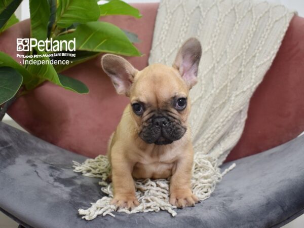 French Bulldog-Dog-Male-Fawn-5253-Petland Lee's Summit, MO
