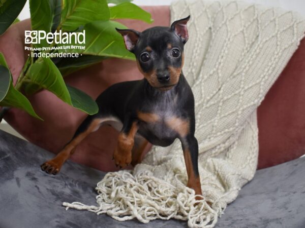 Miniature Pinscher-Dog-Male-Black & Rust-5256-Petland Lee's Summit, MO