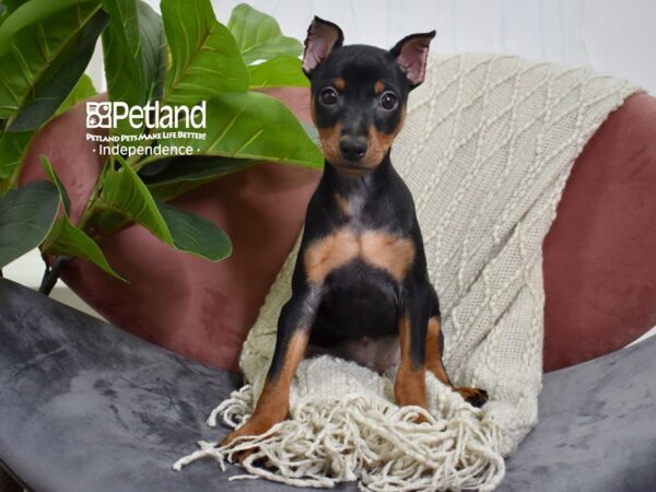 Miniature Pinscher-Dog-Male-Black & Rust-5257-Petland Lee's Summit, MO