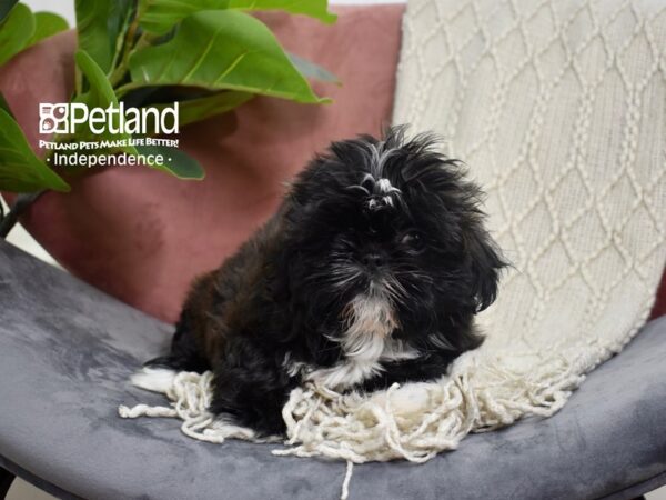 Shih Tzu-Dog-Female-Brindle-5254-Petland Lee's Summit, MO