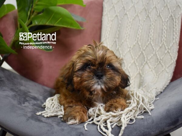 Shih Tzu-Dog-Male-Red-5255-Petland Lee's Summit, MO