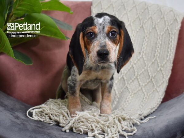 Beagle-Dog-Male-Black Red and White-5258-Petland Lee's Summit, MO
