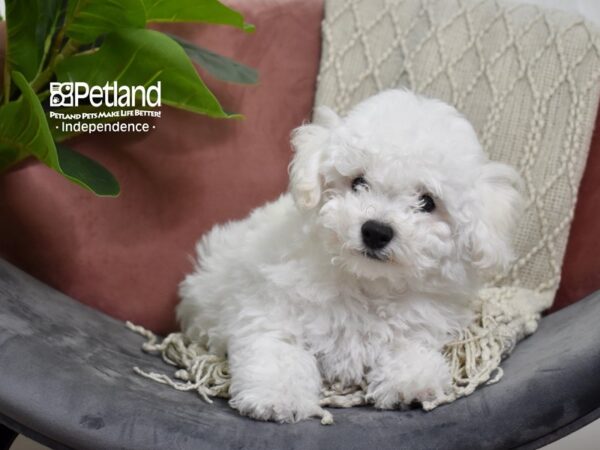 Bichon Frise-Dog-Male-White-5265-Petland Lee's Summit, MO