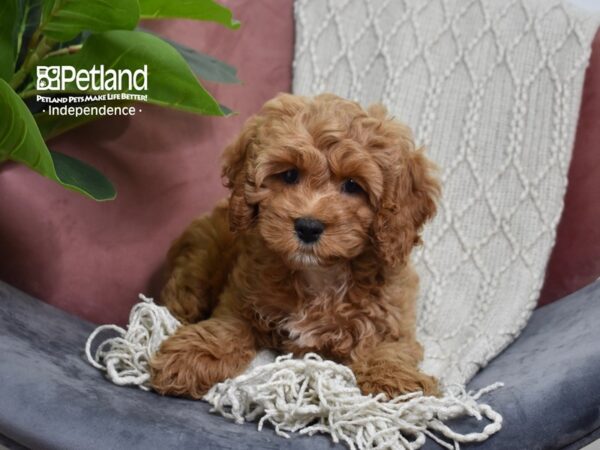 Cockapoo-Dog-Male-Red-5260-Petland Lee's Summit, MO