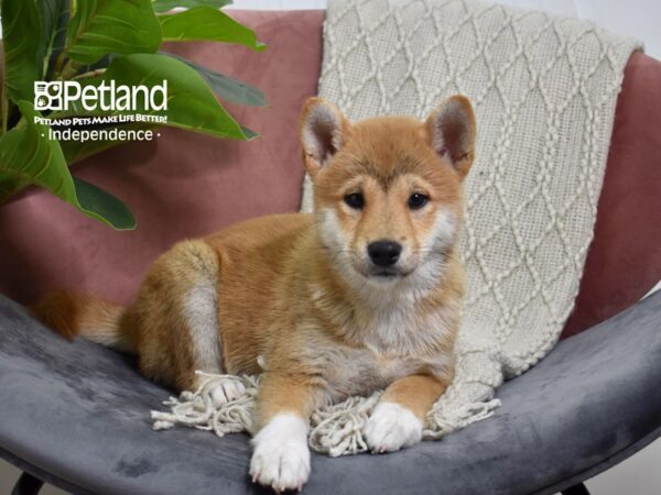 Shiba Inu-Dog-Female-Red Sesame-5263-Petland Lee's Summit, MO