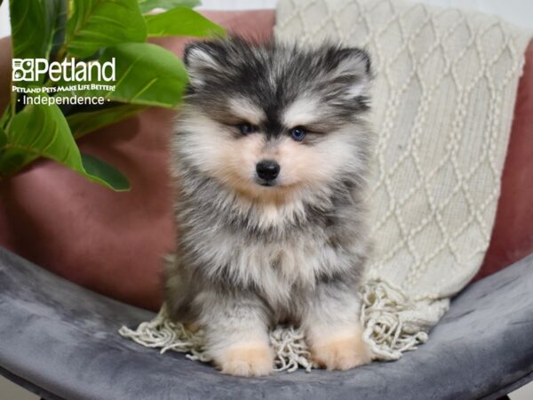 Alaskan Klee Kai-Dog-Female-Black & White-5267-Petland Lee's Summit, MO
