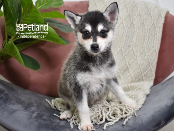 Alaskan Klee Kai-Dog-Female-Black & White-5268-Petland Lee's Summit, MO