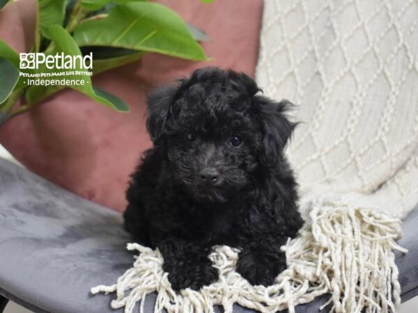 Bichon-Poo-Dog-Male-Black-5283-Petland Lee's Summit, MO