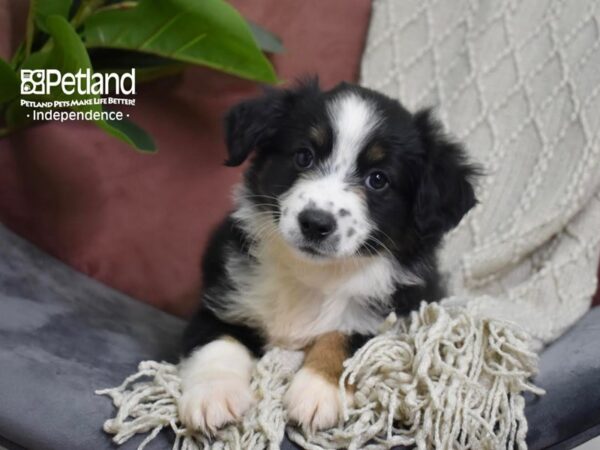 Miniature Australian Shepherd-Dog-Female-Black Tri-5276-Petland Lee's Summit, MO