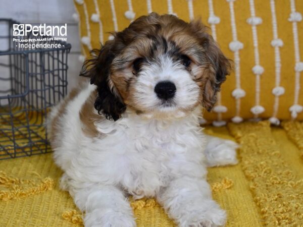 Cockachon-Dog-Female-Brown & White-5129-Petland Lee's Summit, MO